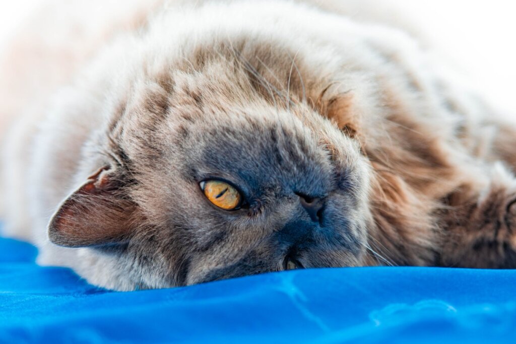 Gato británico de pelo largo: origen y características