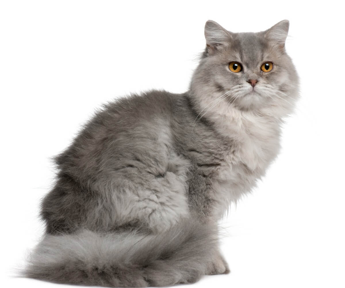 Un gatto britannico su uno sfondo bianco.