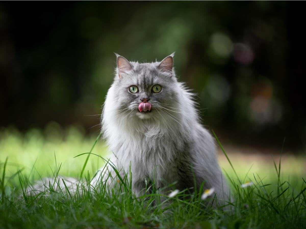 A British longhair cat sitting in the grass.