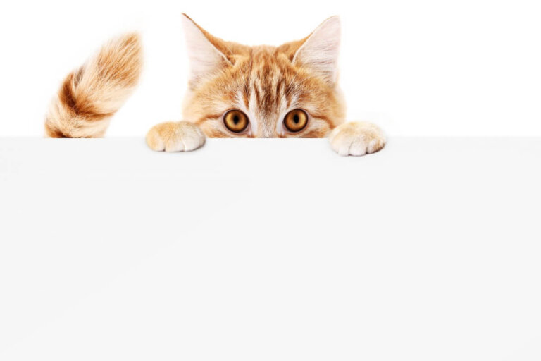 ¿Por qué mi gato se persigue la cola?