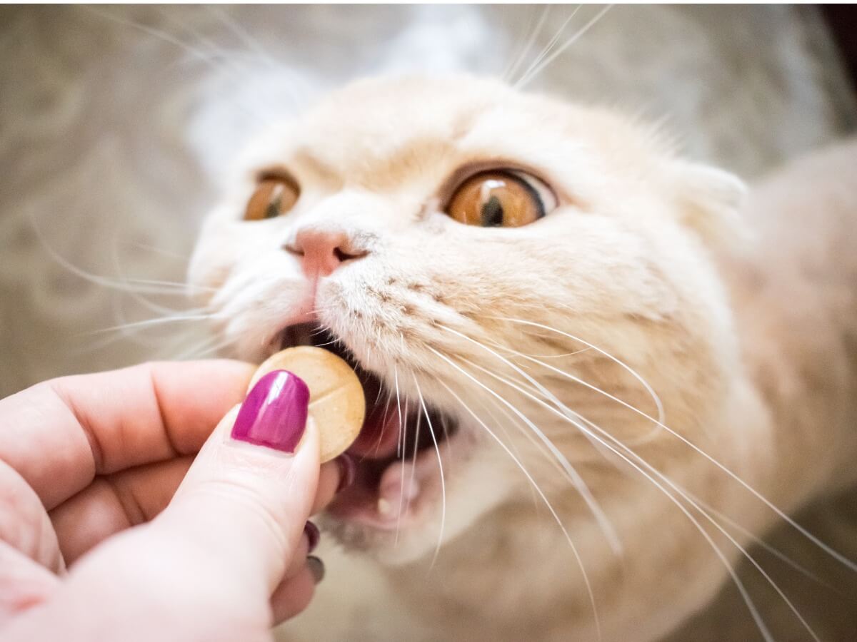 Un gato tomando un suplemento alimenticio.