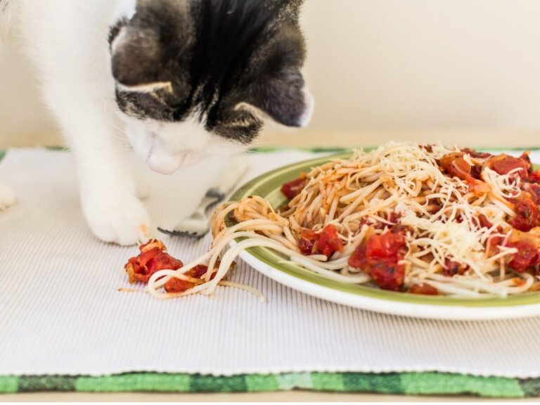 ¿Los gatos pueden comer pasta?