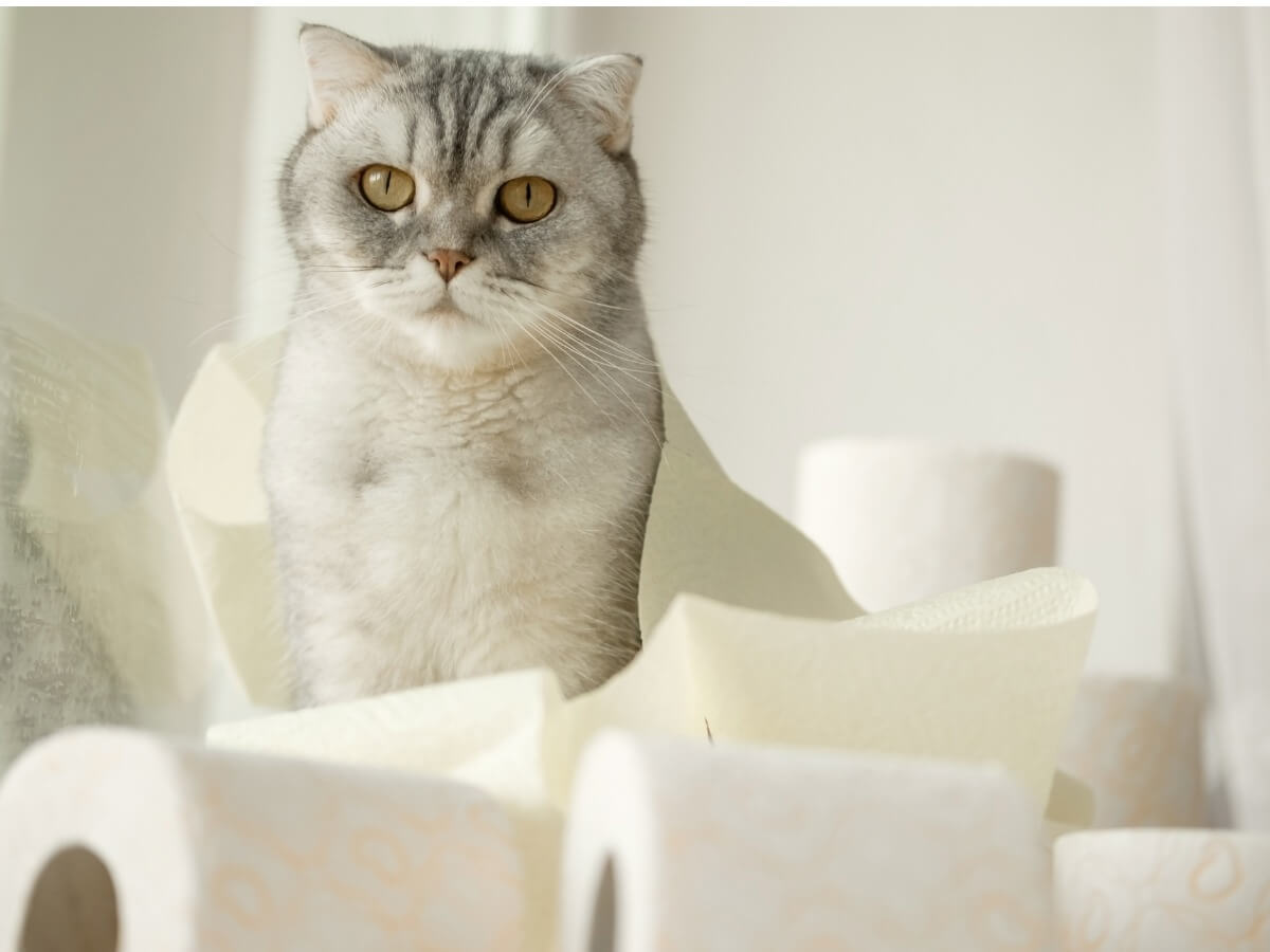 Hakenwürmer bei Katzen - Eine Katze mit Durchfall.