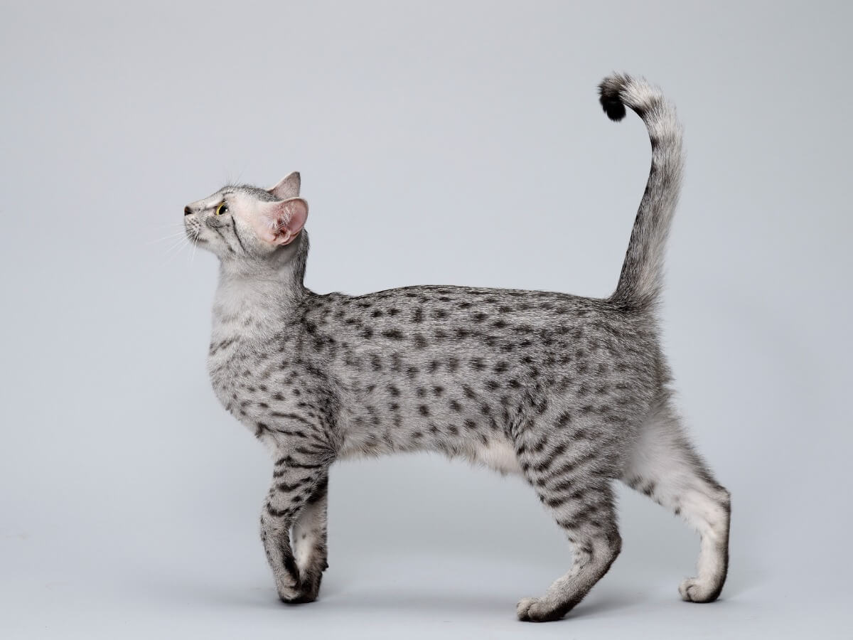 9 Hauskatzen, die wie Wildkatzen aussehen