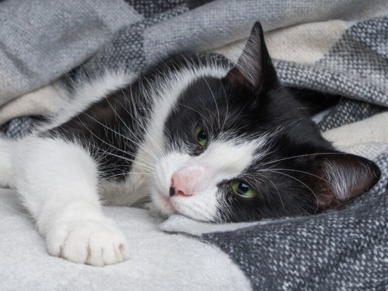 Hipotiroidismo en los gatos: causas, síntomas y tratamiento