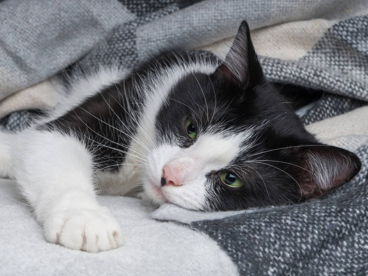 La mirada de un gato enfermo.