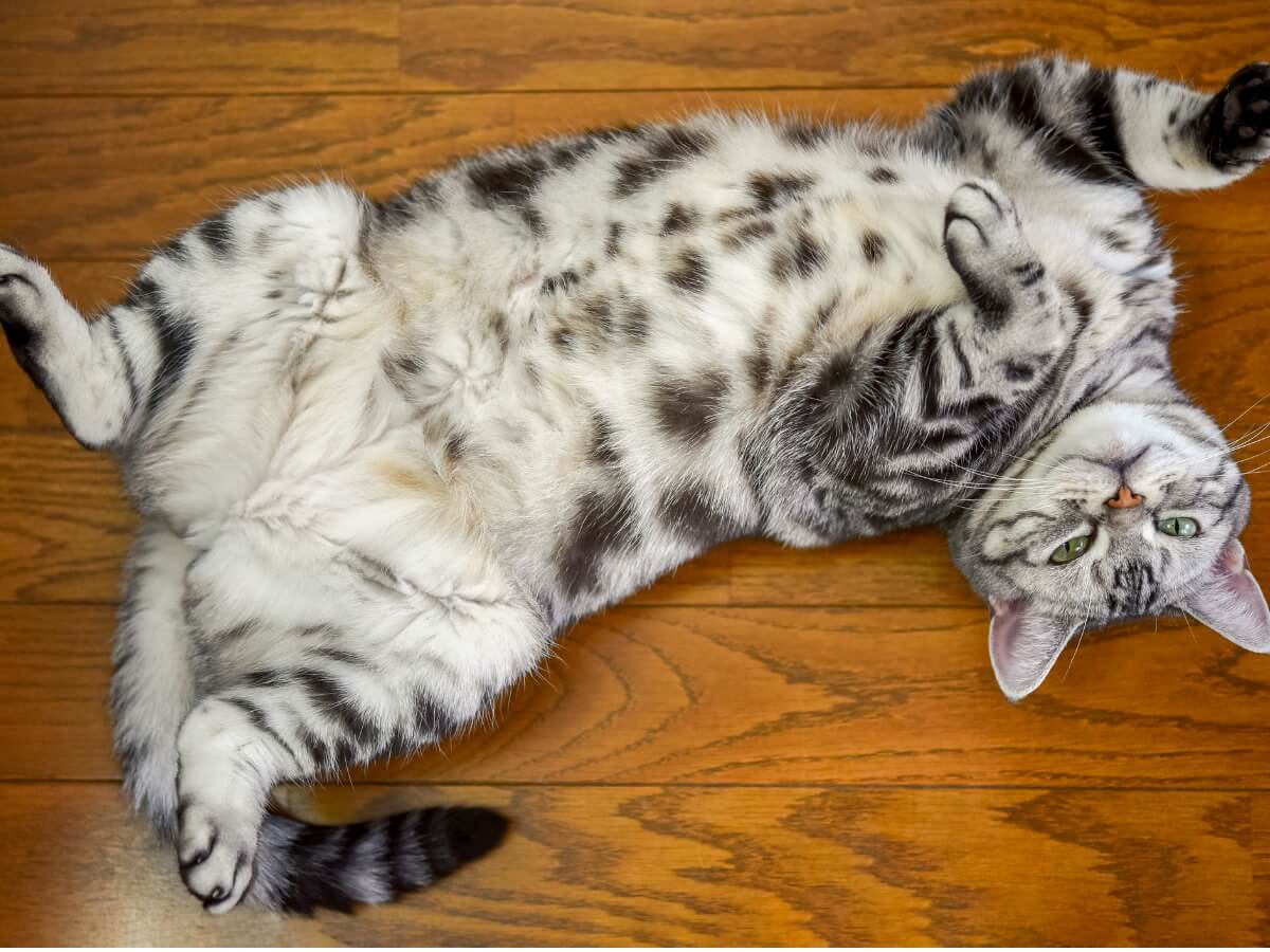 Une image dans laquelle la poche primordiale se distingue chez les chats.