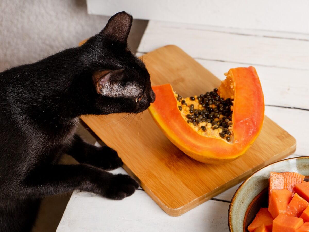 gatos comer papaya? - Animales