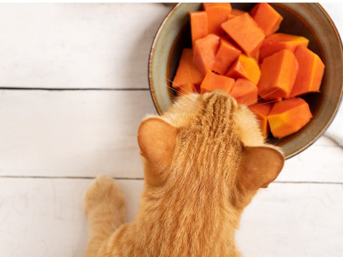 Un gato mira con curiosidad un plato de papaya.