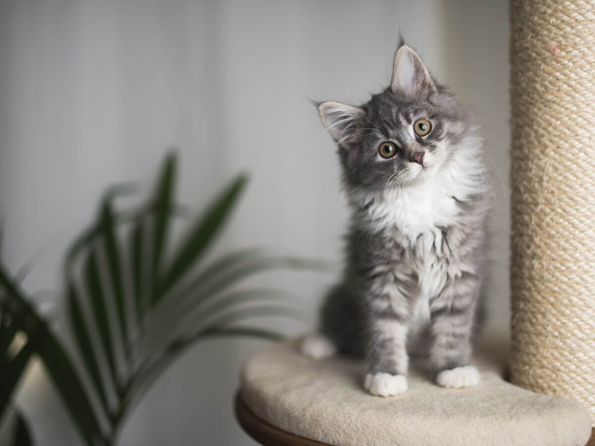 Un gato pequeño con el pelo largo.