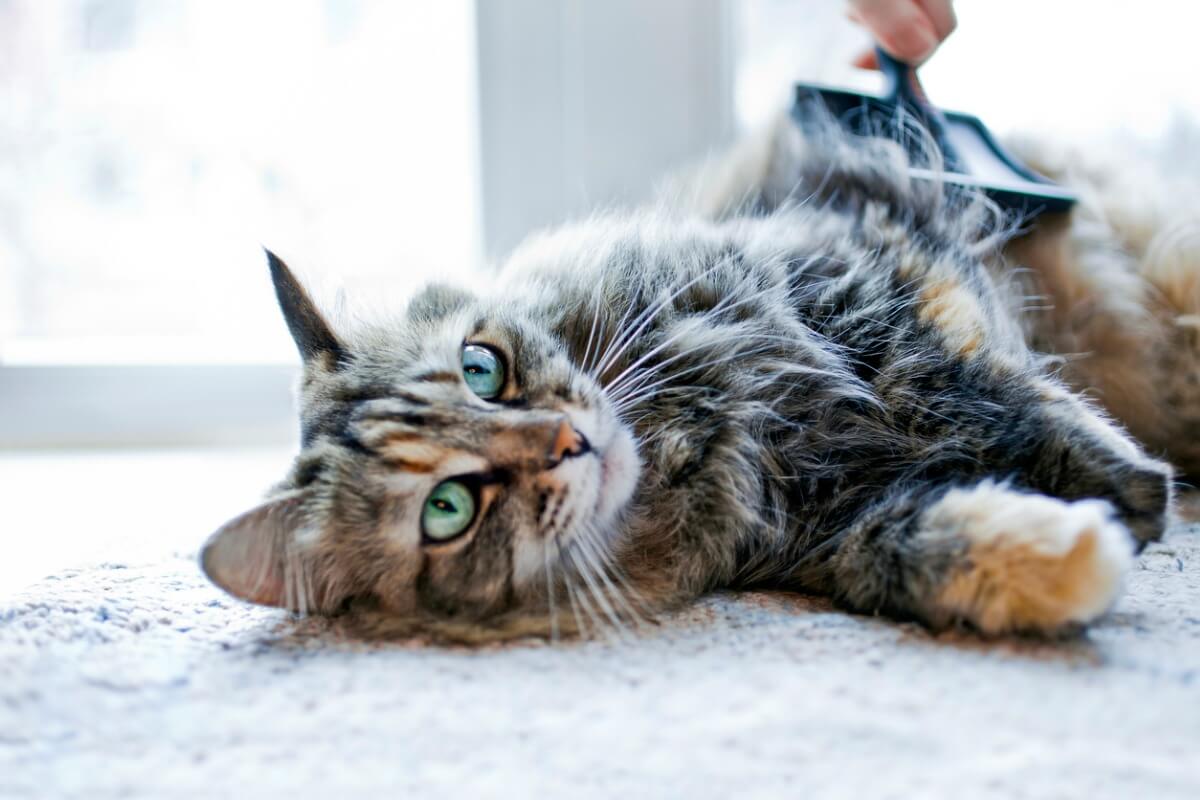 Eine liegende Katze mit langen Schnurrhaaren