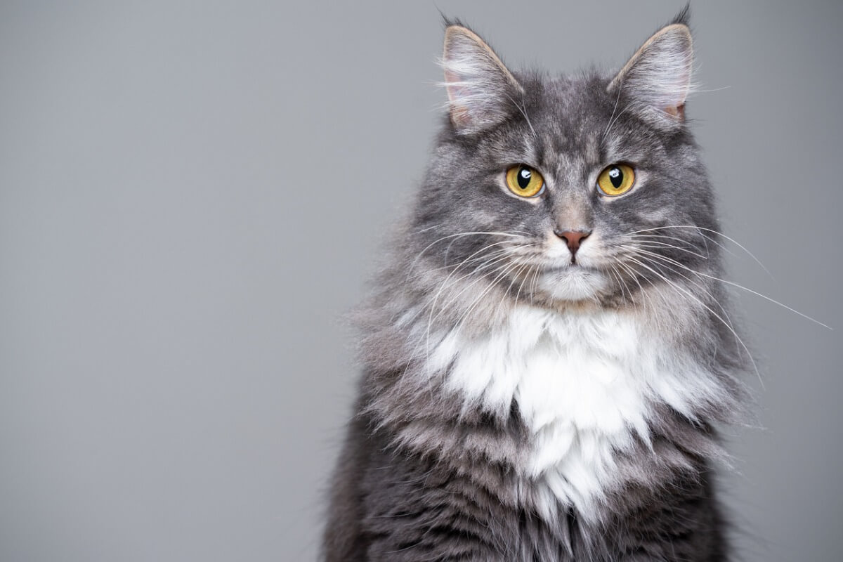 ¿Sabes cómo hacer que el pelo de tu gato crezca?