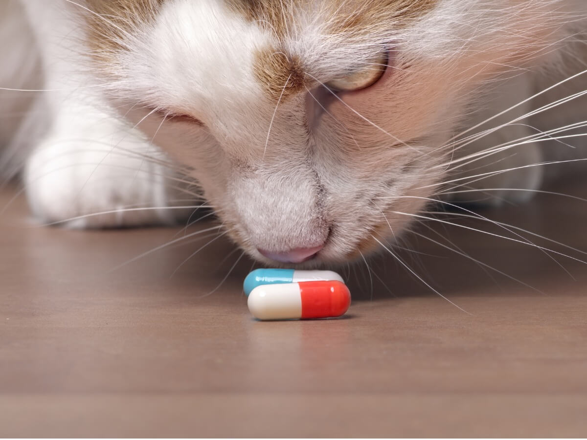 Un gato huele pastillas.