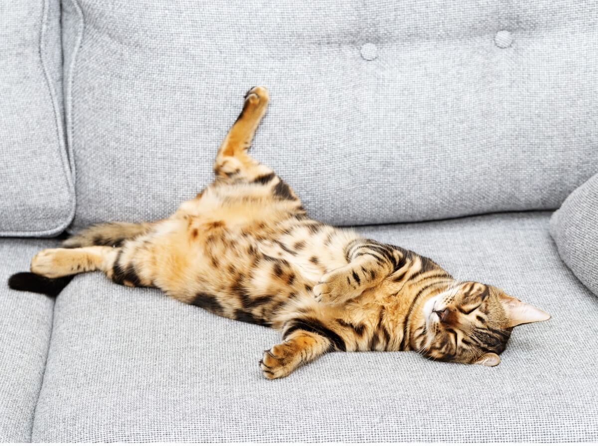 Hängebauch bei Katzen - Katze liegt auf dem Rücken