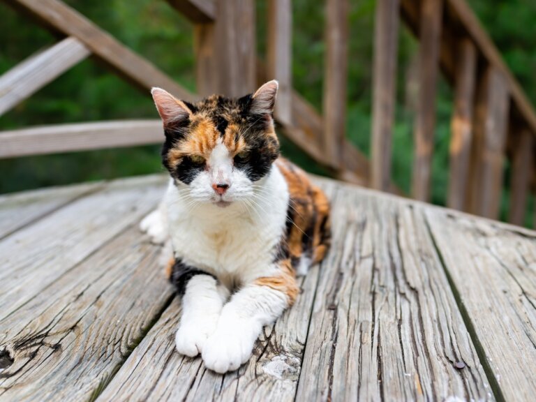 Pérdida de peso en gatos: principales causas y tratamientos