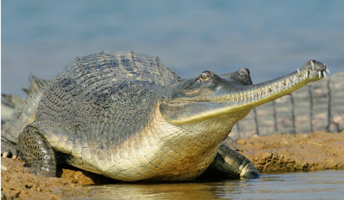 Ett exemplar av en gavial från Ganges.