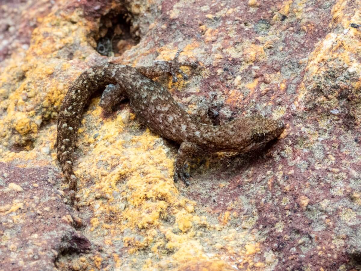 Un gecko de mármol, de los reptiles en peligro de extinción.