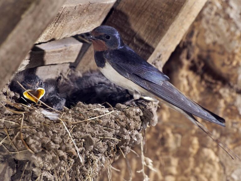 ¿Cómo alimentar a una golondrina?