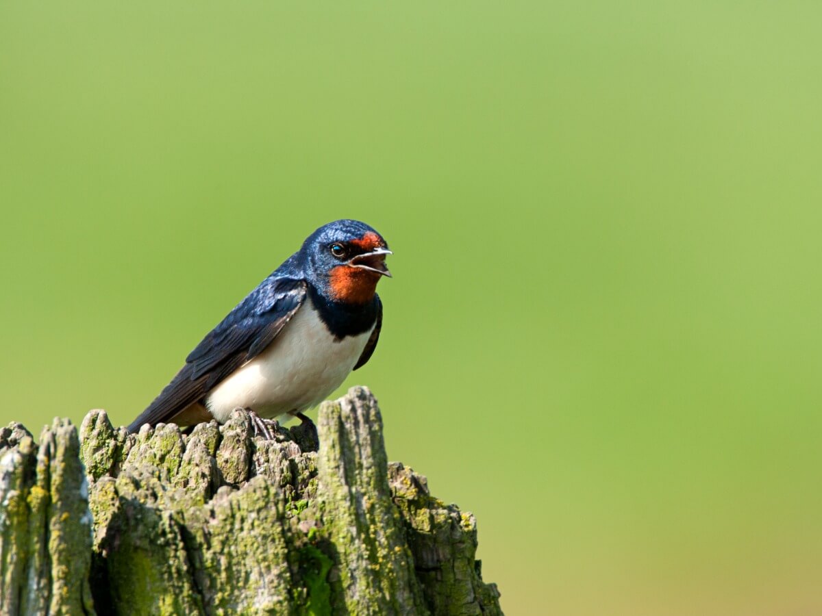 A sitting swallow.