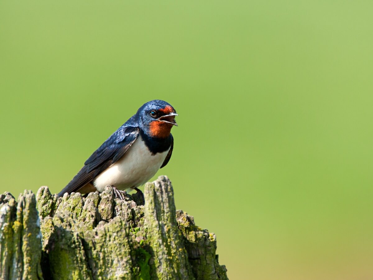 Una golondrina sentada.