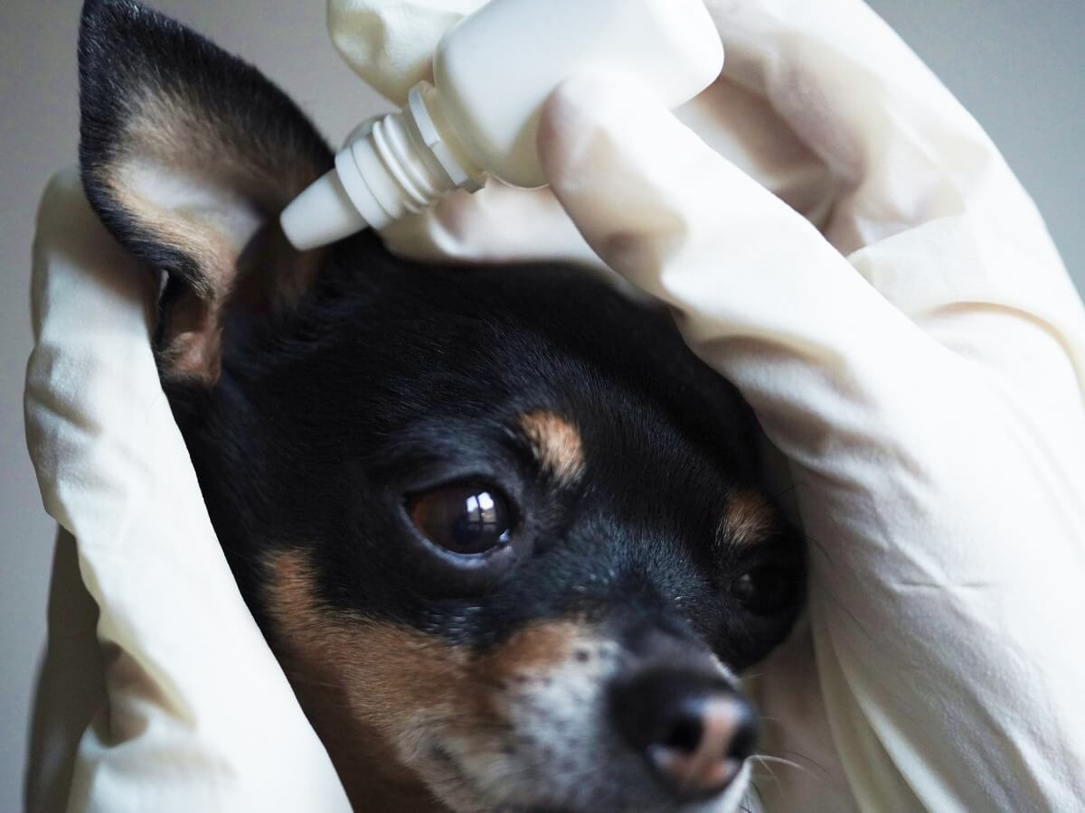 Un chien avec des gouttes dans l'oreille.