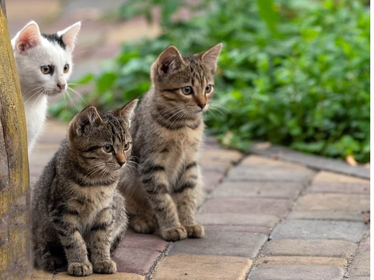 Um grupo de gatos olha para a rua.