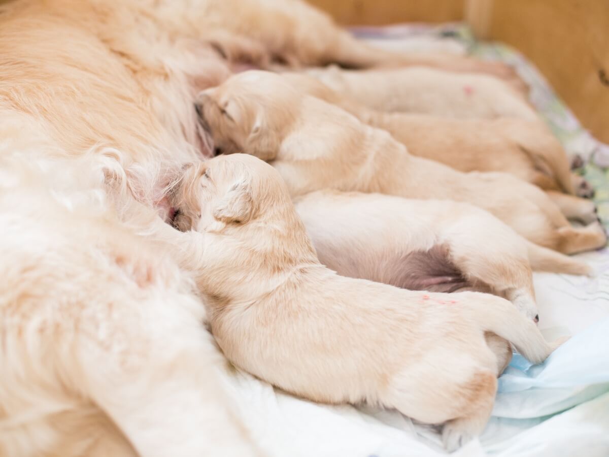 A few golden retrievers being breastfed.