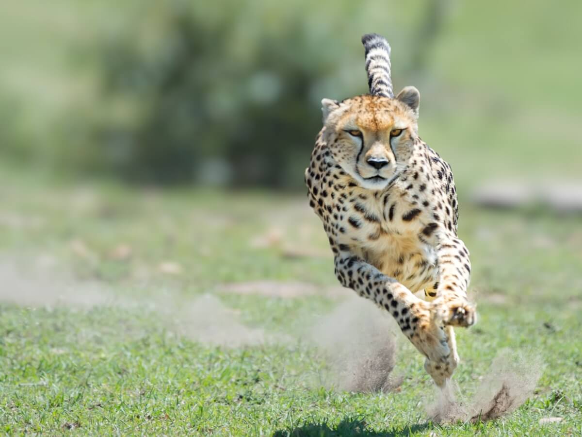 The cheetah's behavior is deadly.