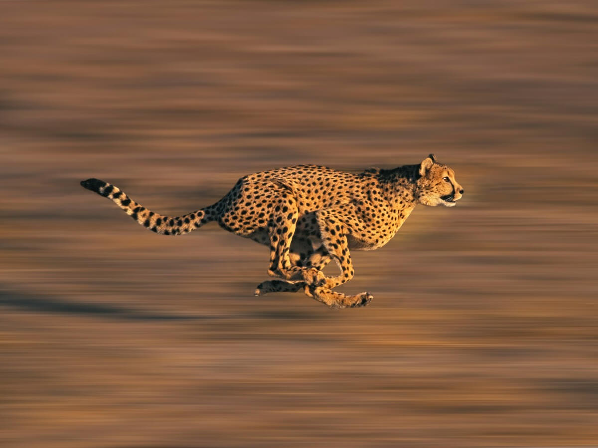 En gepard som løper.