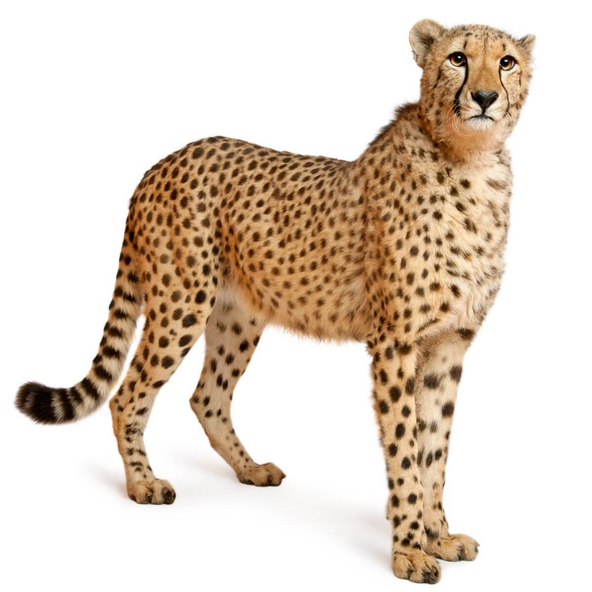 Un guépard sur fond blanc.