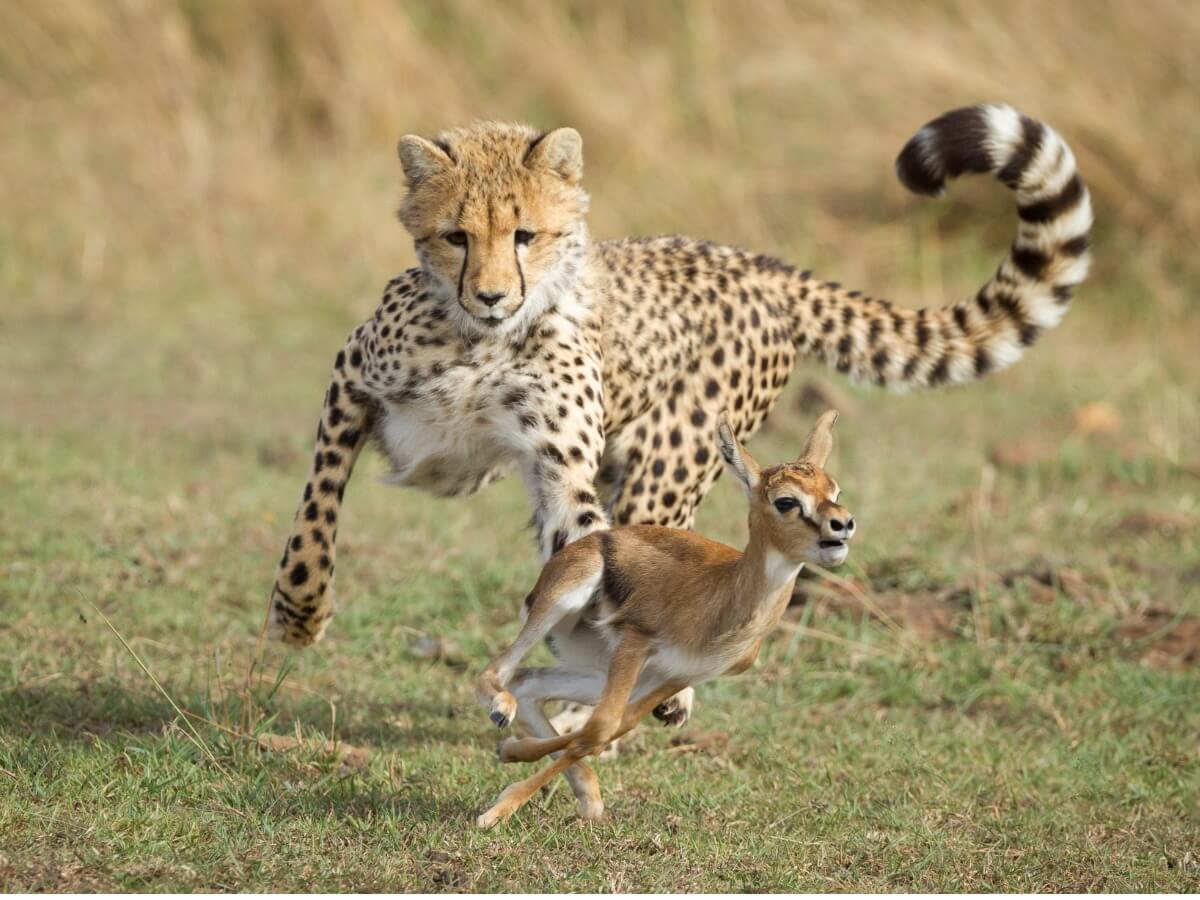 En gepard jagter sit bytte.