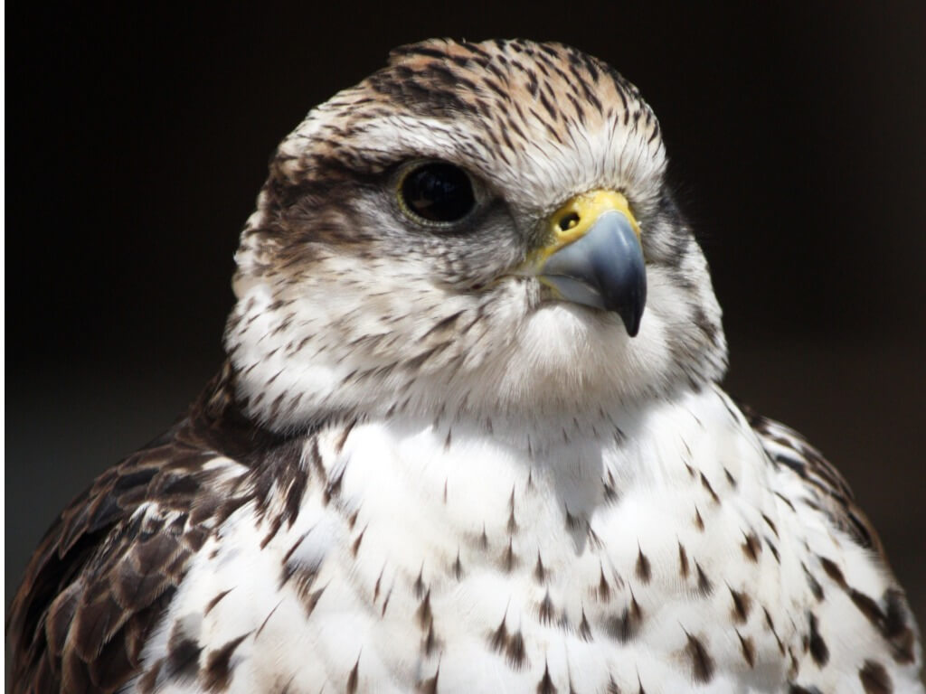 Einer der vom Aussterben bedrohten Hausvögel - Sakerfalke