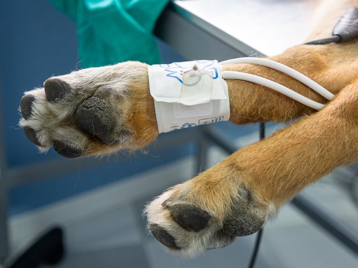 Une hémodialyse sur la patte d'un chien.