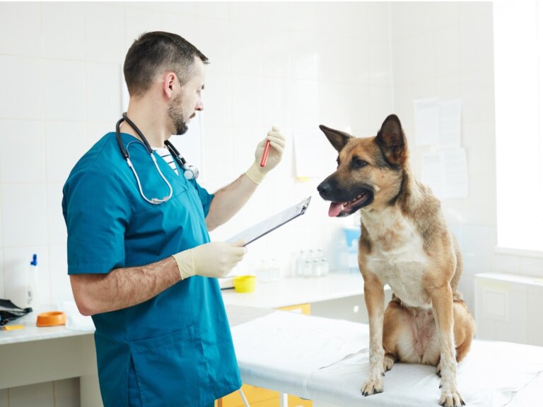 Cuidados de un perro con anemia
