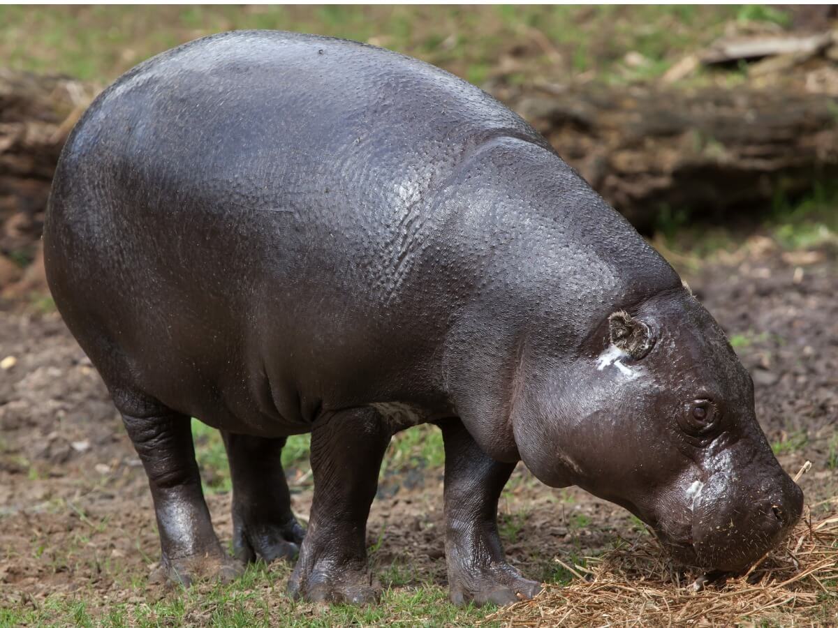L'ippopotamo pigmeo è uno dei mammiferi in via di estinzione.