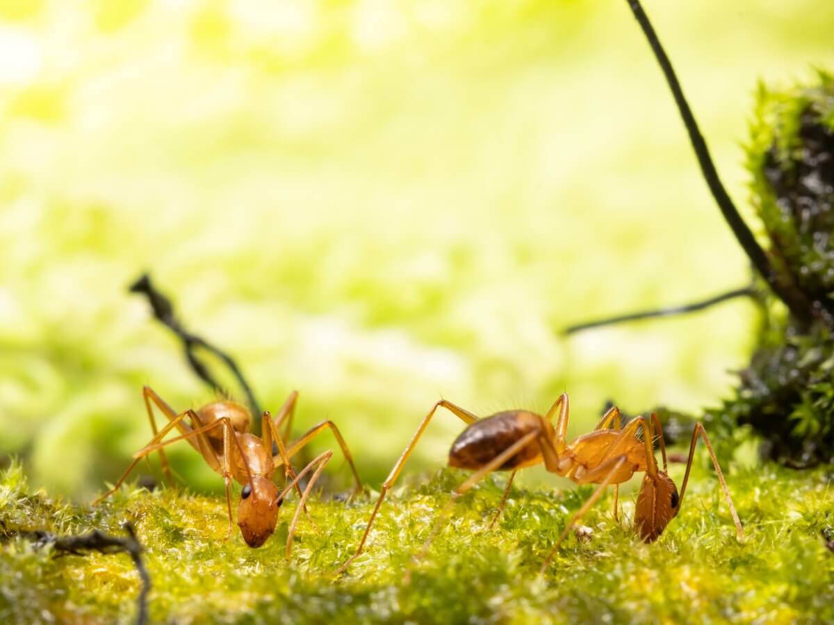 Deux fourmis folles.