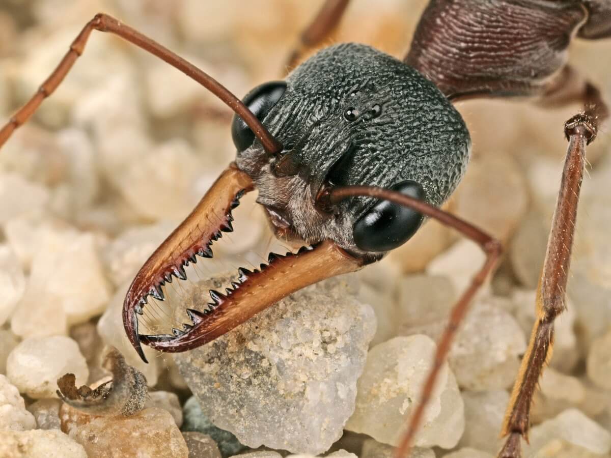 ¿Por qué son tan importantes las hormigas en los ecosistemas?