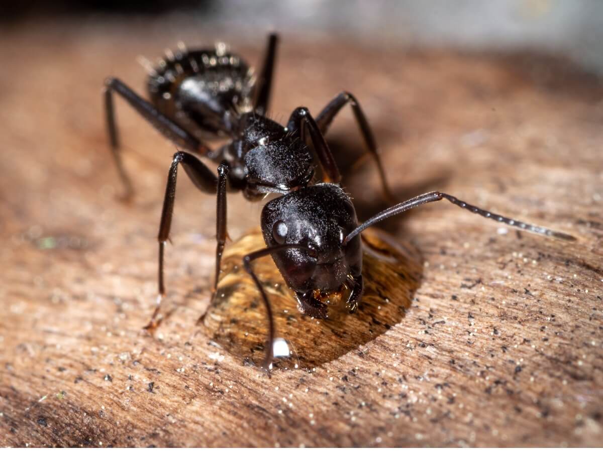 Uma formiga bebendo néctar.