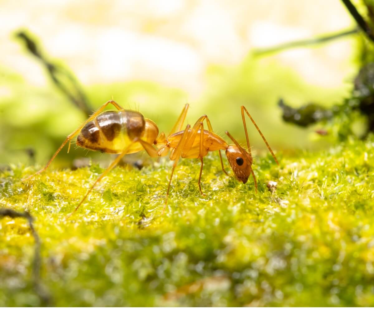 Una formica pazza su un muschio.
