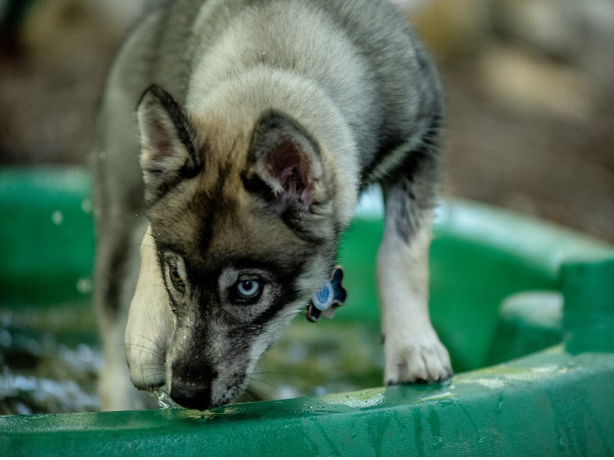 Uno de los tipos de Husky.