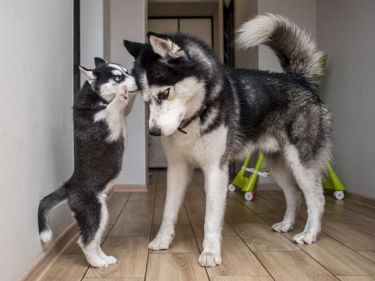 Otro de los tipos de Husky.