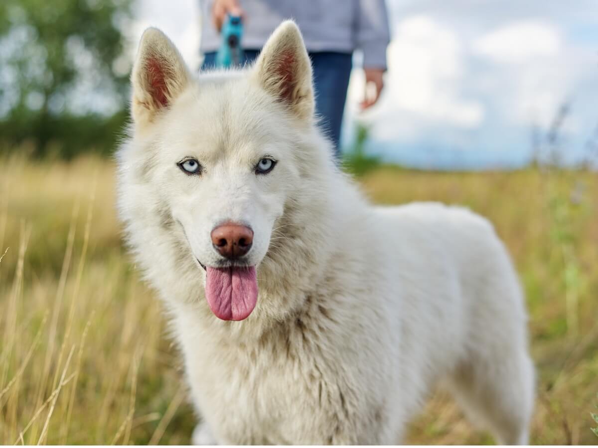 A white Husky.