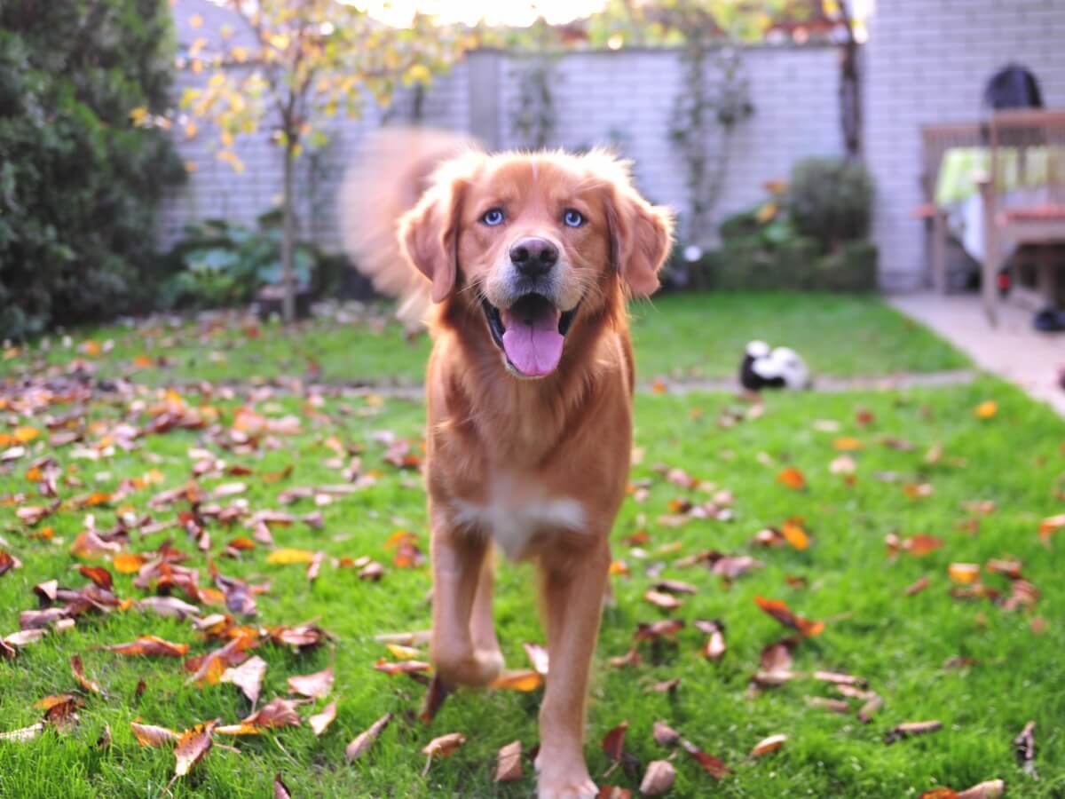 Una mezcla de Husky y labrador.