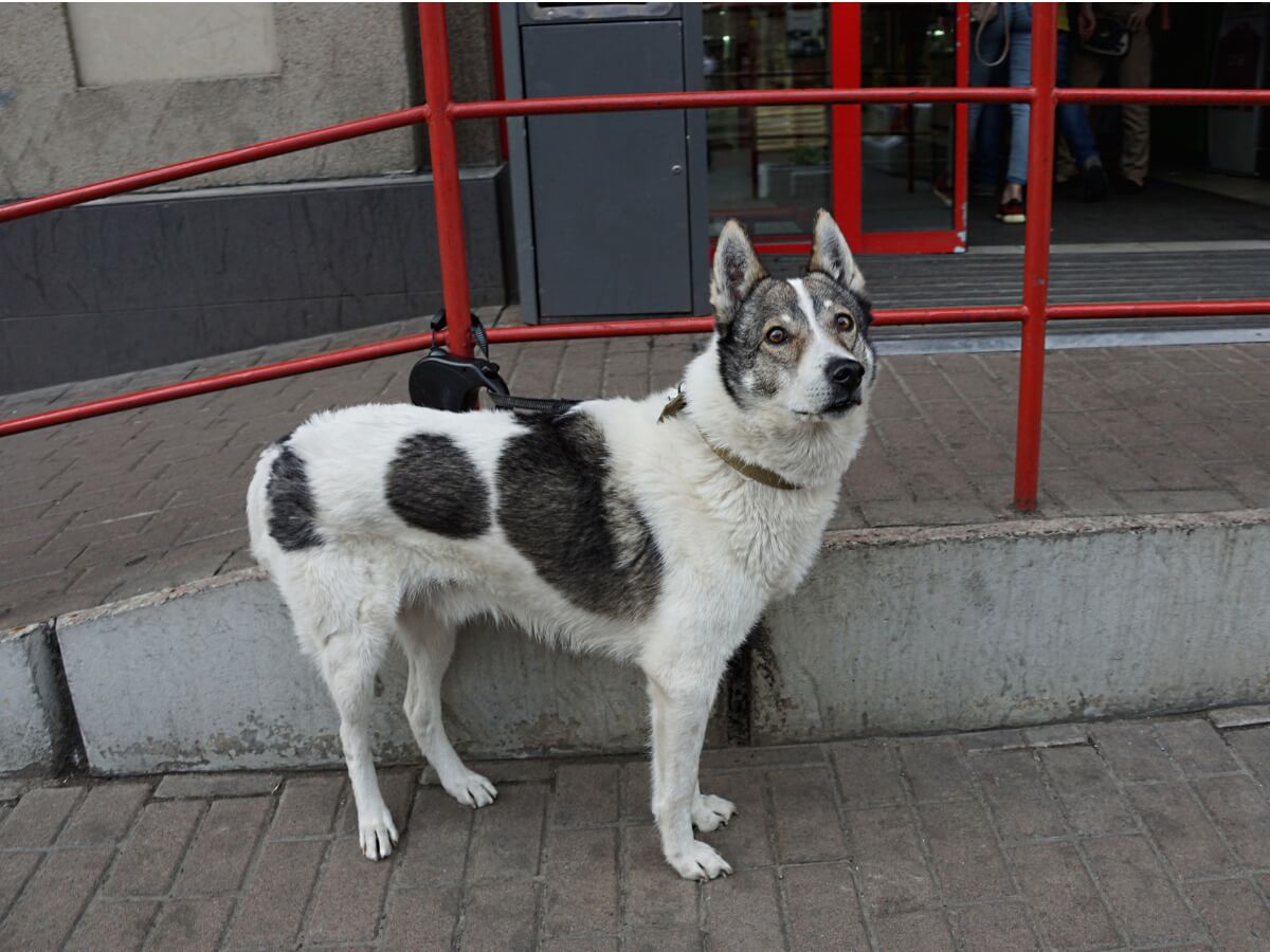 A pinto husky.