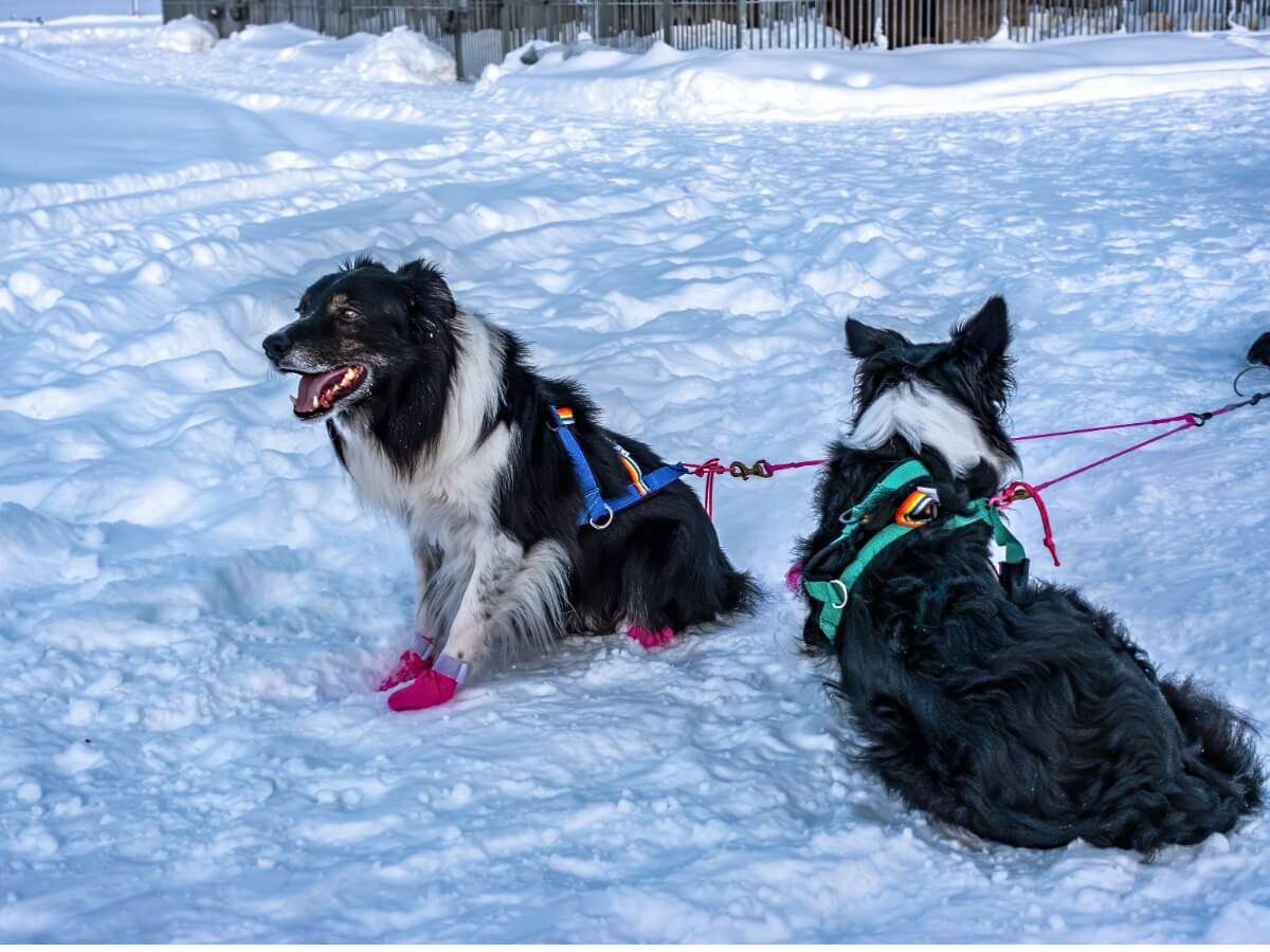 Snow dogs.