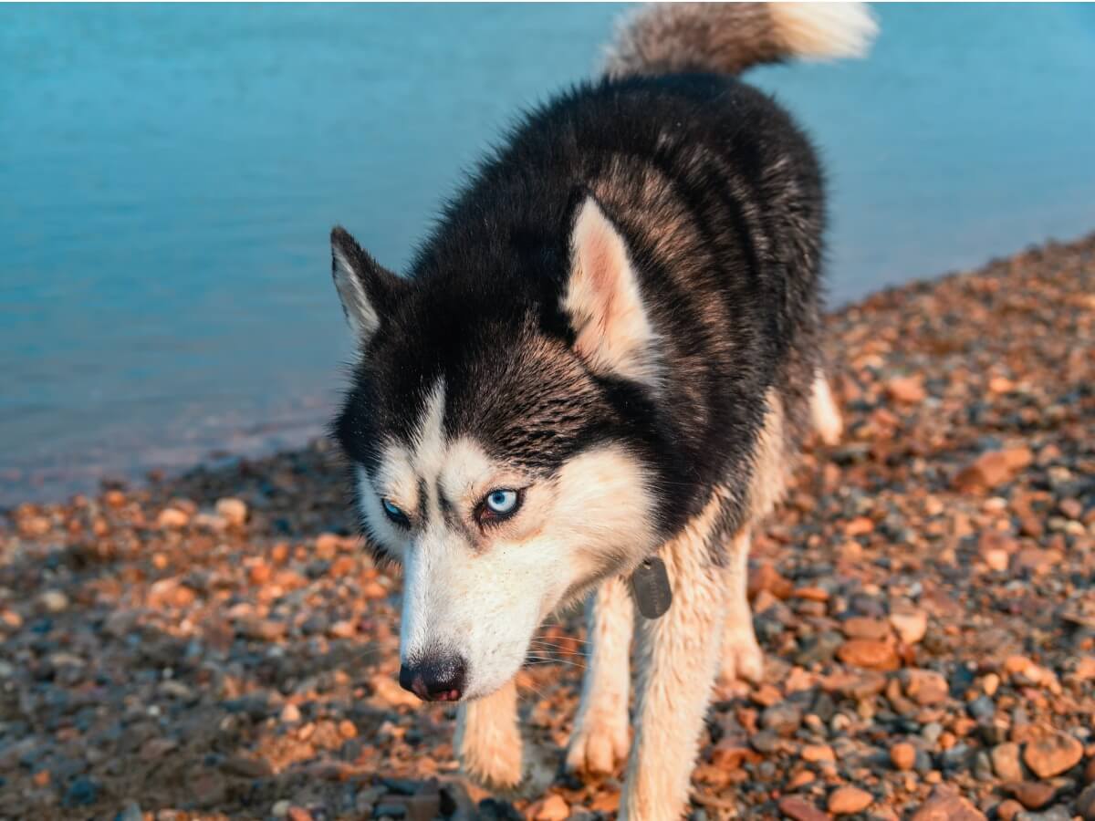 Un Husky sable.