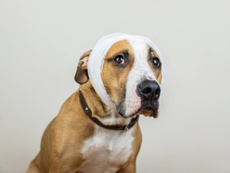 Ictus en perros: causas, síntomas y tratamiento