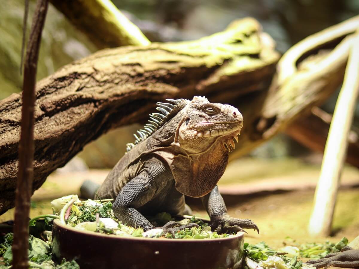 Uno de los reptiles en peligro de extinción.