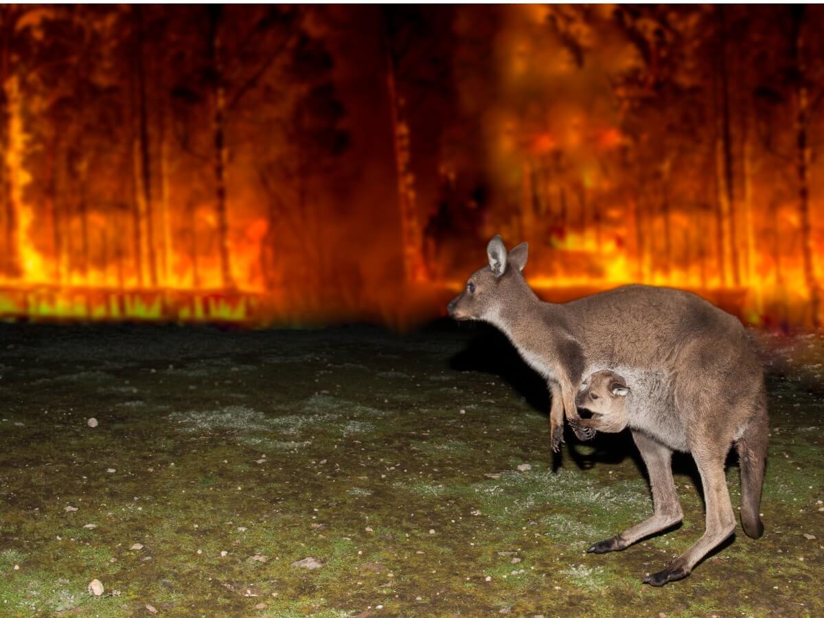 Avustralya yangını.
