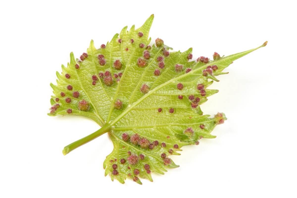 En insekt med alternerande reproduktion.